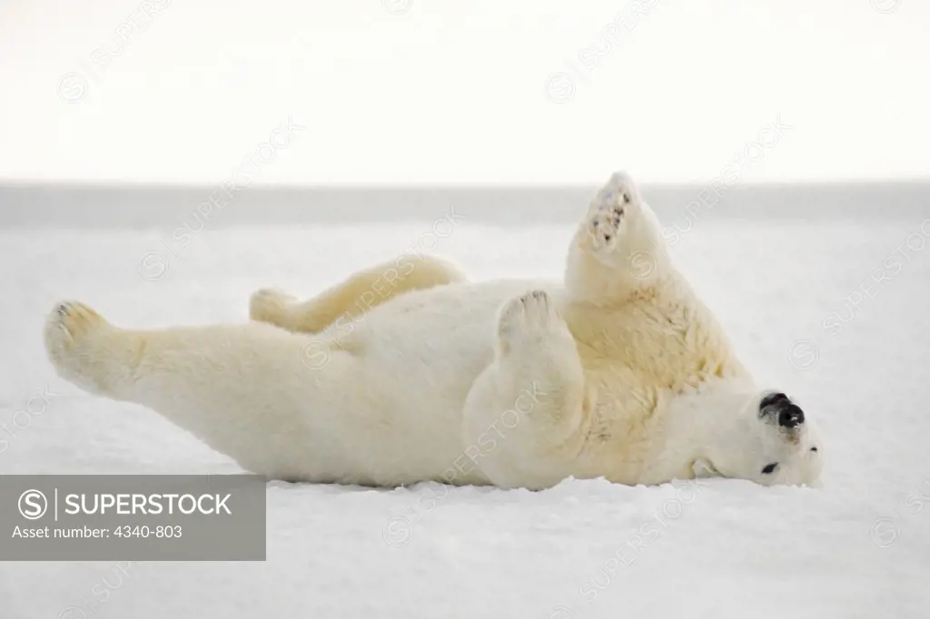 Polar Bear Cleaning Its Coat