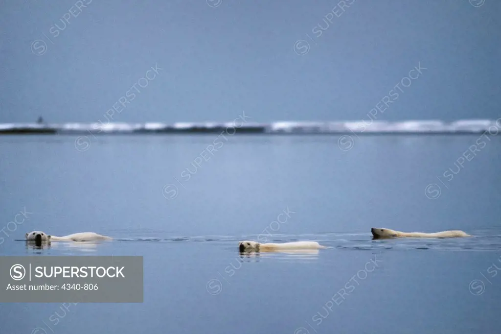Polar Bear Sow with Cubs Swimming Along the Arctic Coast