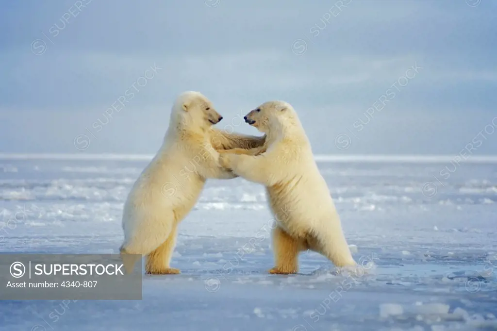 Pair of Cubs Playing on the Pack Ice