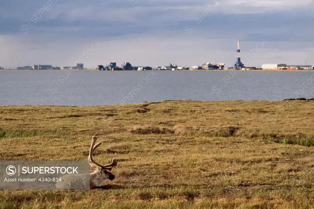 Barren Ground Caribou Bull Resting Outside the Oil Town of Deadhorse