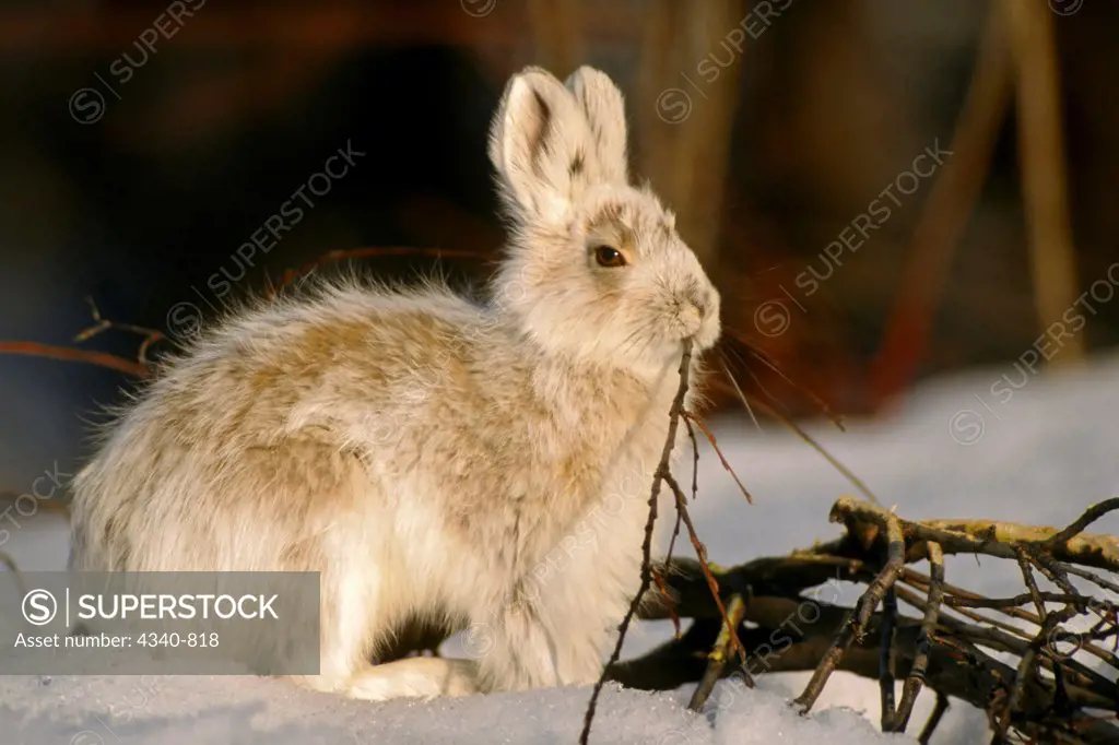 Snowshoe Hare Feeding on Branches