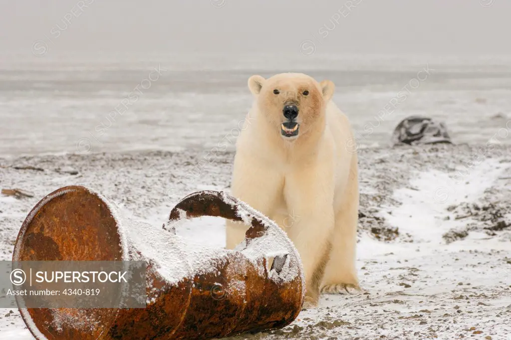 Polar Bear with Old Fuel Drum Waste