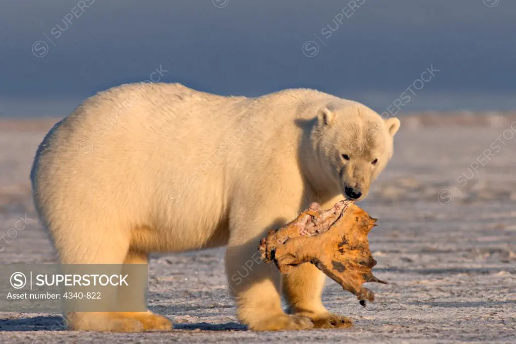 Polar Bear Sow with a Walrus Flipper