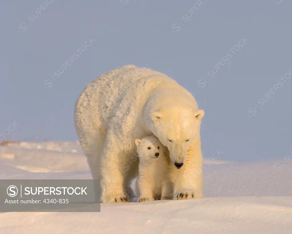 Spring Polar Bear Cub Nestles Close to Its Mother