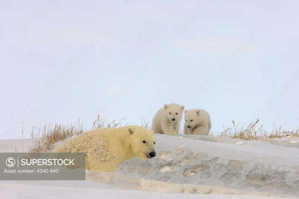 Polar Bear Sow with Spring Cubs Outside Her Den