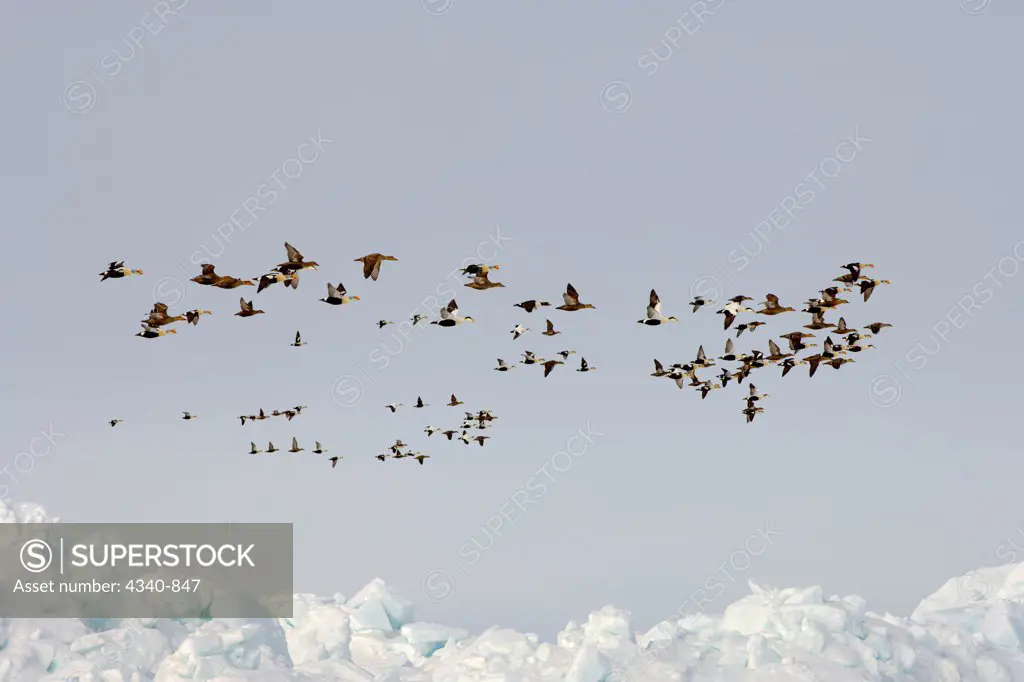 King and Common Eiders Flying Over The Chukchi Sea During Summer Migration