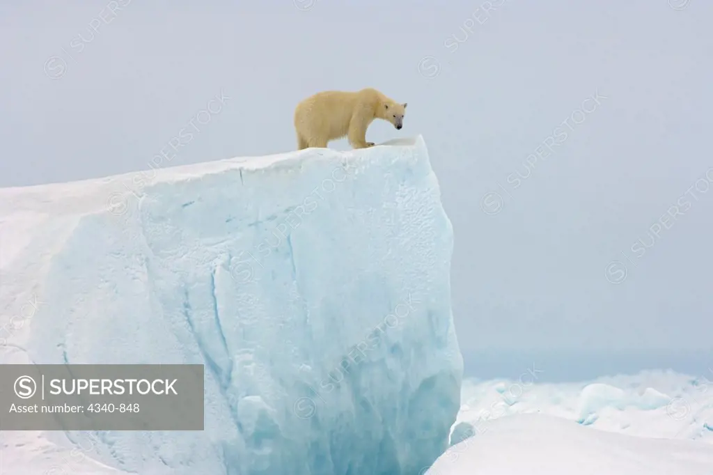 Polar Bear on Top of a Giant Iceberg