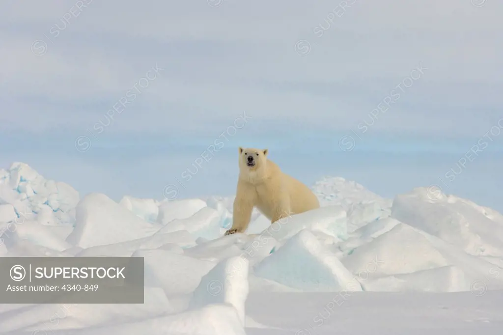 Polar Bear Traveling Over the Pack Ice on the Chukchi Sea