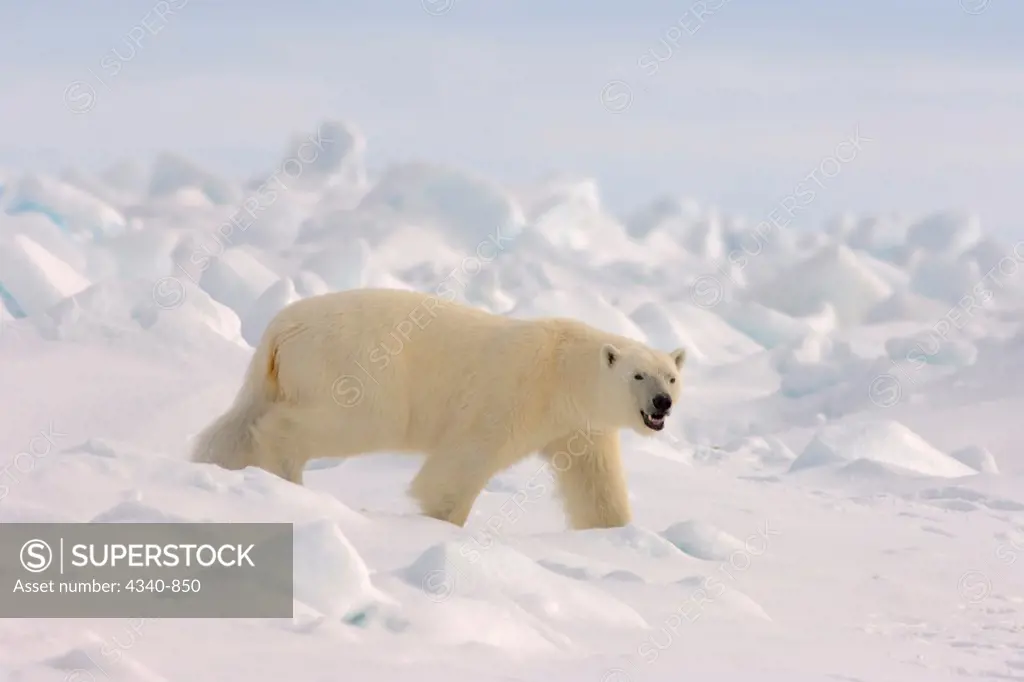 Polar Bear Traveling In Rough Ice On The Chukchi Sea