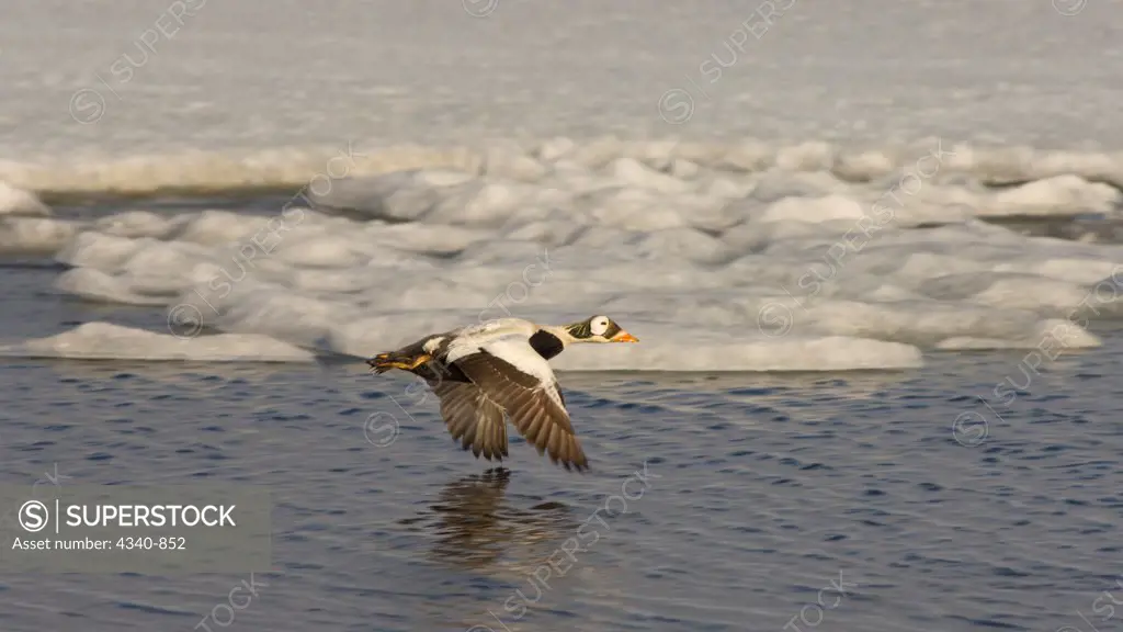 Spectacled Eider in Flight in the National Petroleum Reserves, Arctic Alaska