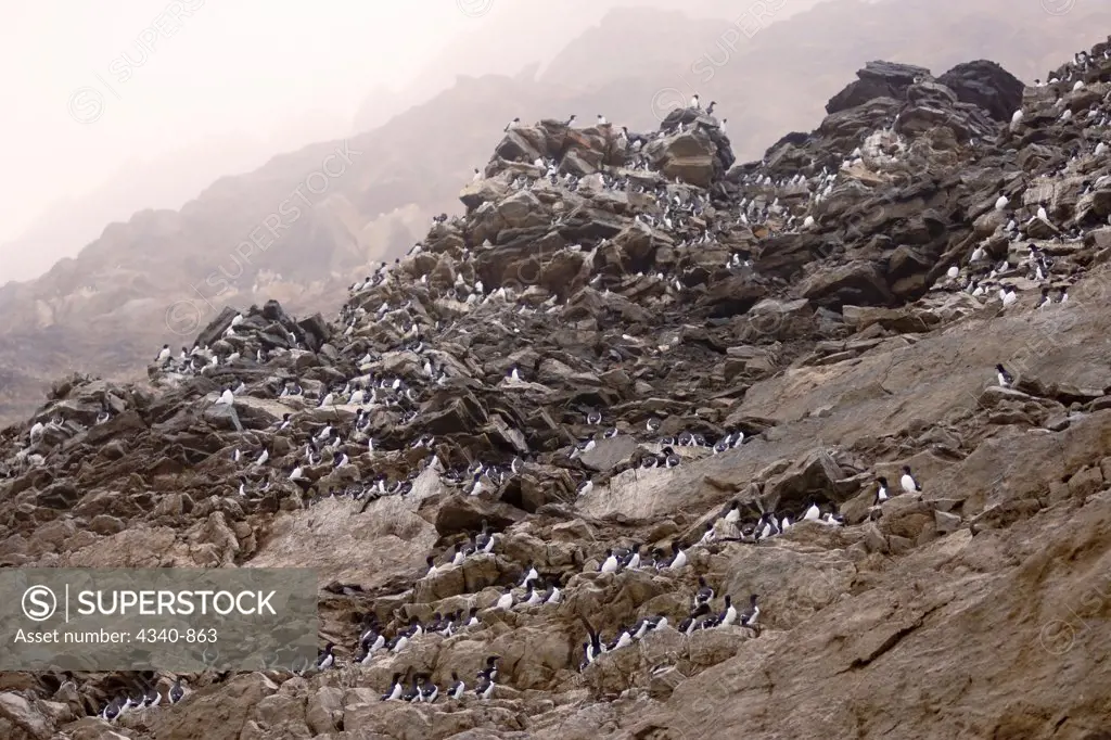 Thick-Billed Murre Colony on Cliffs at Cape Thompson, Alaska