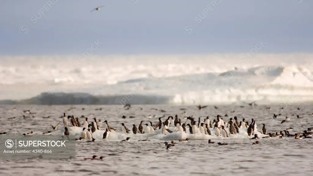 Common and Thick-Billed Murres on Ice Floes Off Cape Thompson, Chukchi Sea.