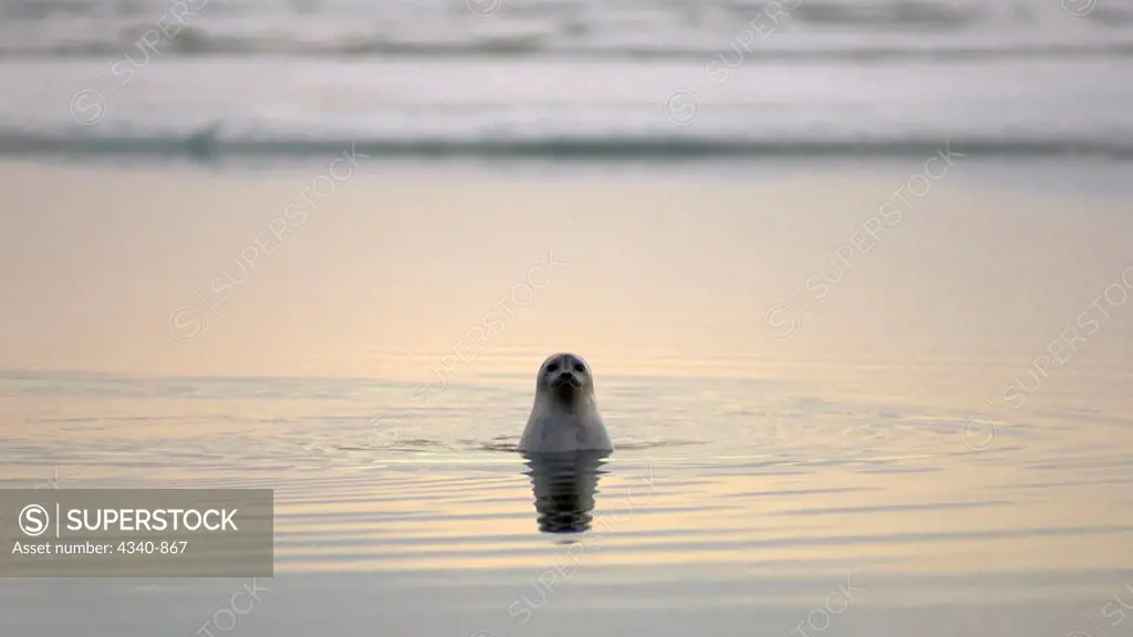 Ringed Seal Swimming Along the Arctic Coast