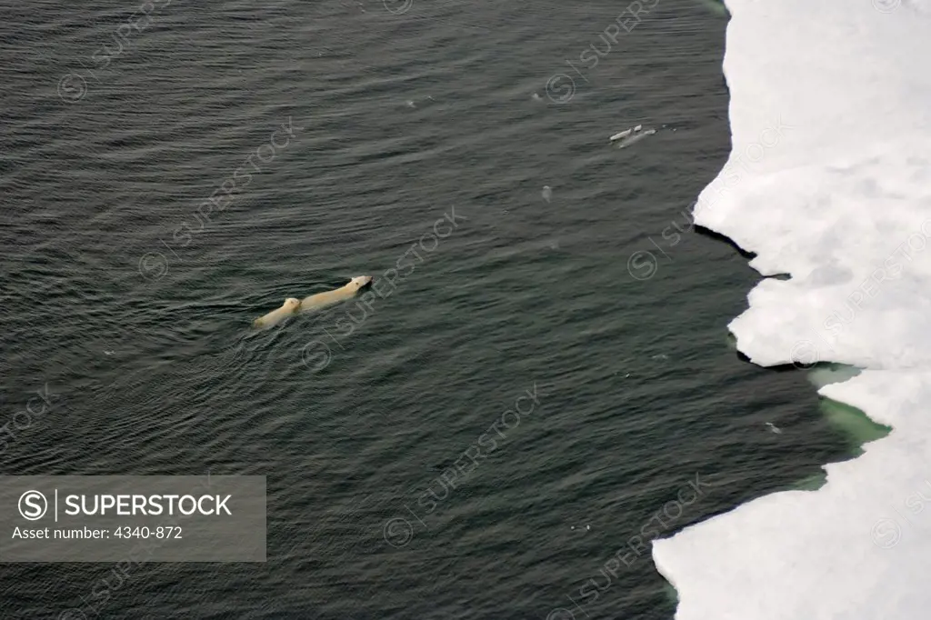 Polar Bear Sow with Spring Cub Swimming Towards Sea Ice
