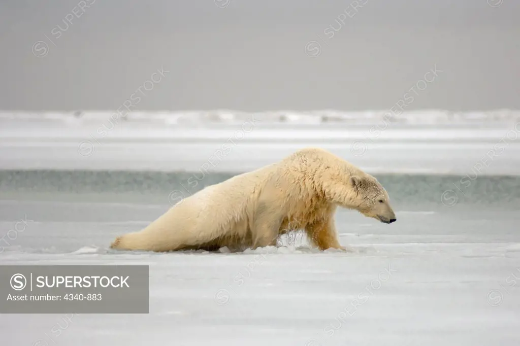 Polar Bear Sow Climbing Up on Newly Forming Pack Ice