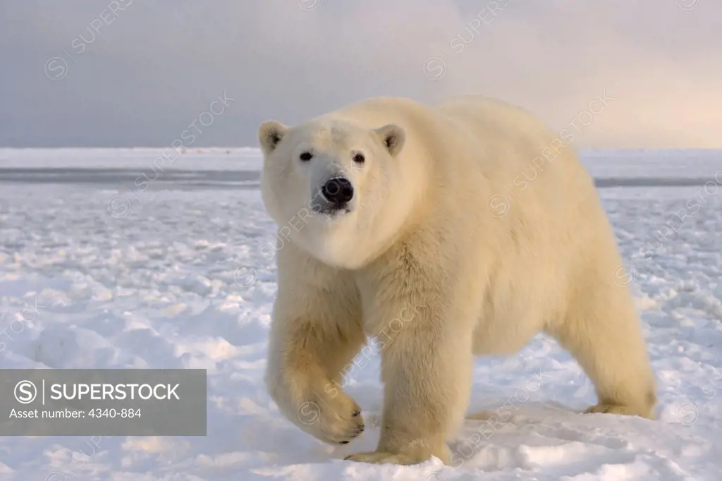 Curious Polar Bear on Newly Formed Pack Ice