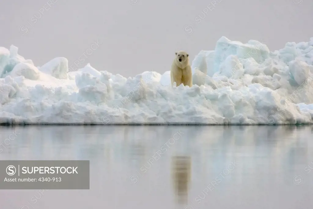 Polar Bear Looks For Seal in an Open Lead