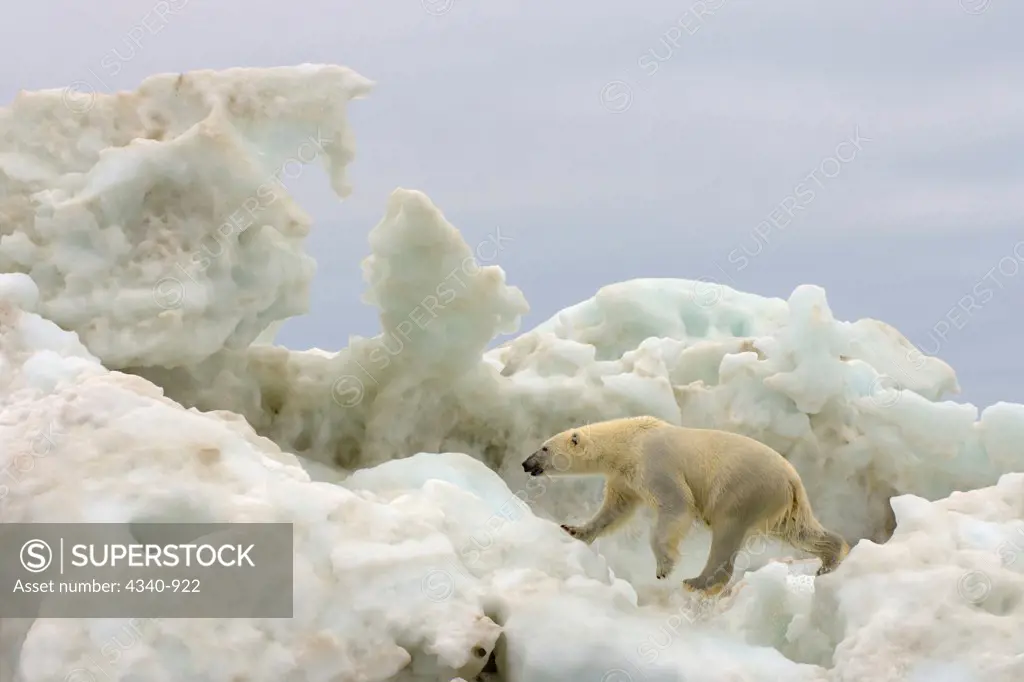 Tagged Polar Bear Travels Over a Large Iceberg