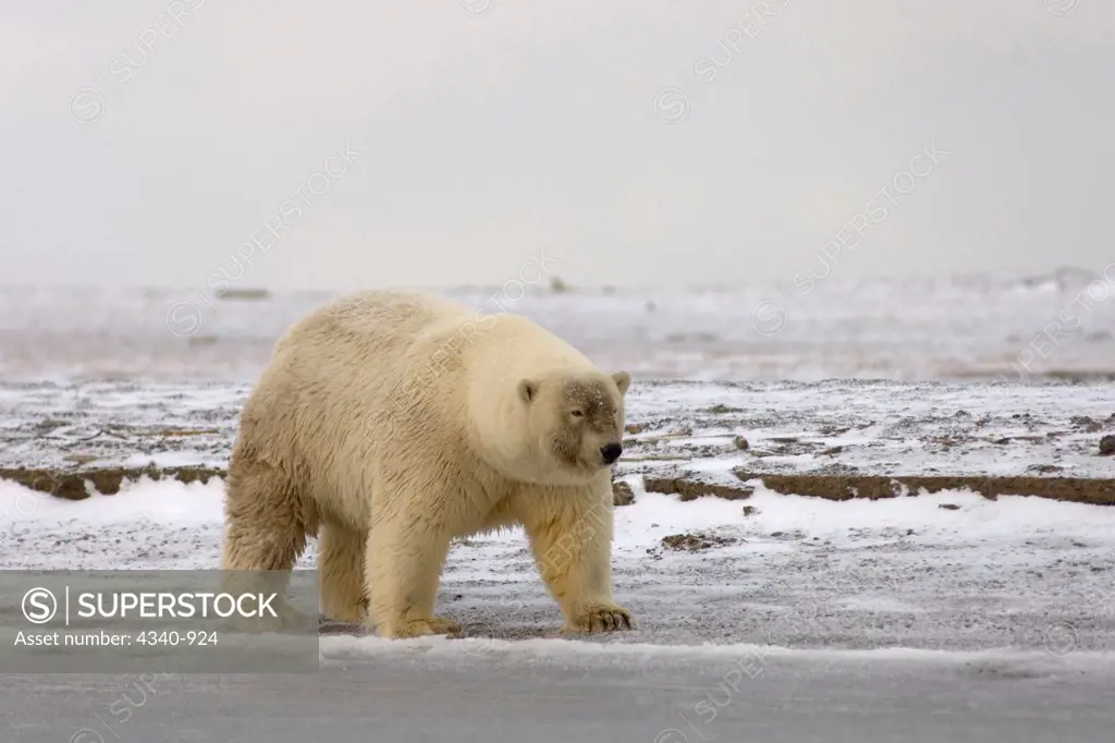 A Possible Polar Bear Hybrid