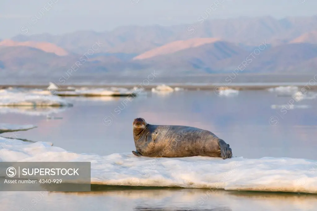 Bearded Seal Rests On An Ice Floe In Late Summer