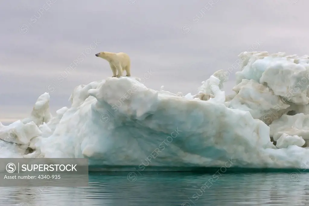 Polar Bear On an Iceberg in the Beaufort Sea