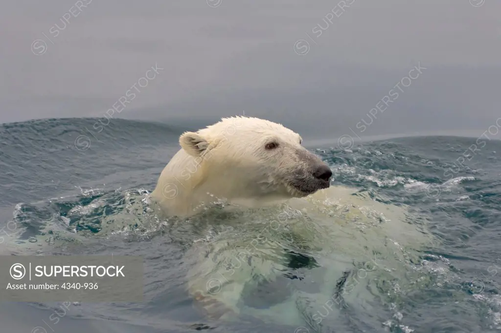 Polar Bear Boar Swimming in the Beaufort Sea