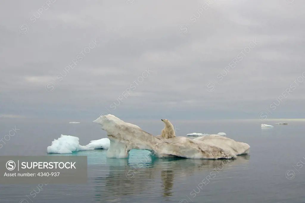 Polar Bear Resting on an Ice Floe in the Beaufort Sea