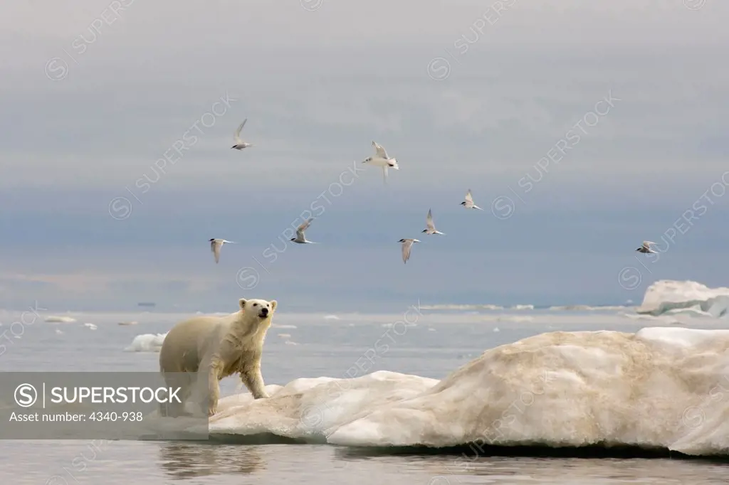 Polar Bear Climbs Onto an Iceberg with Arctic Terns Flying By