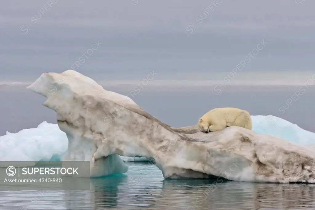 Polar Bear Sleeping on an Ice Floe