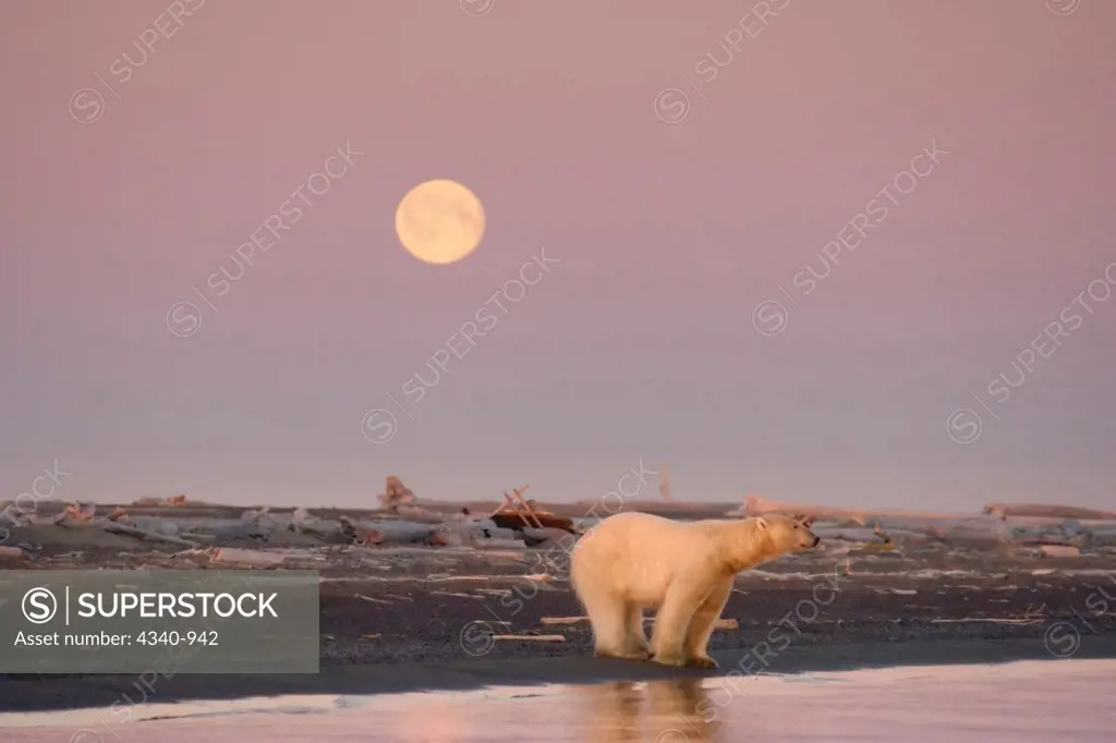 Polar Bear Sow on a Beach With a Full Moon in Summer