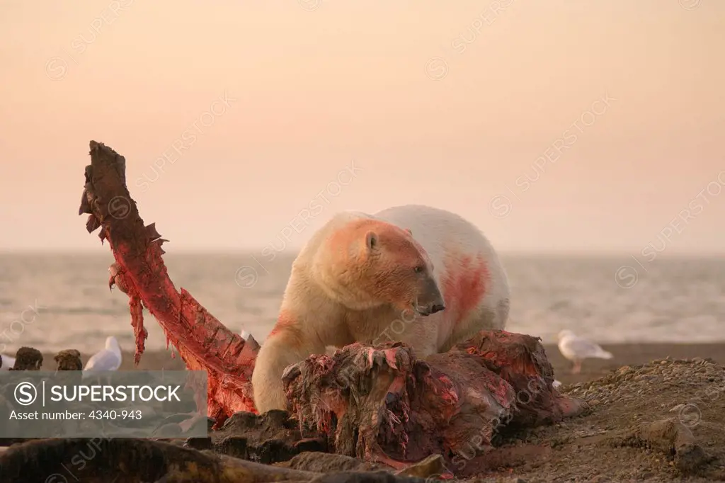 Polar Bear Scavenging a Bowhead Whale Carcass