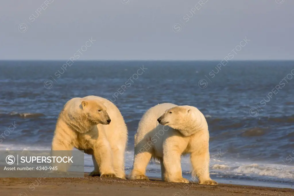 Pair of Male Polar Bears on a Beach