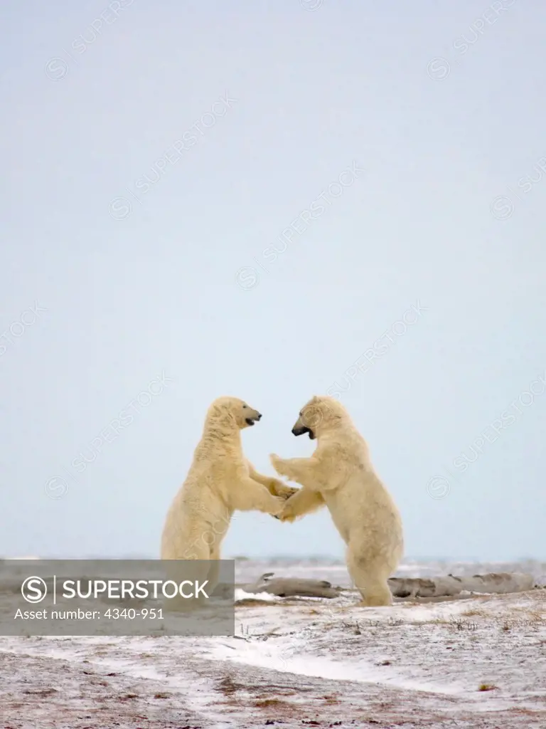 Pair of Adult Polar Bears Playing