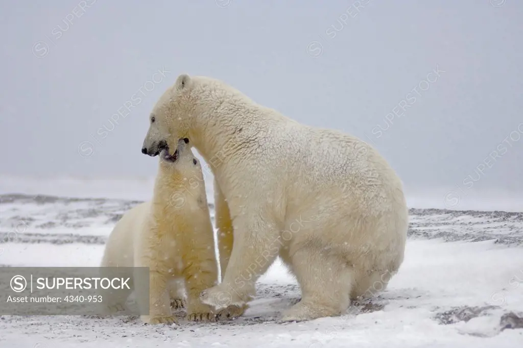 Polar Bear Cub Biting Its Mother's Mouth