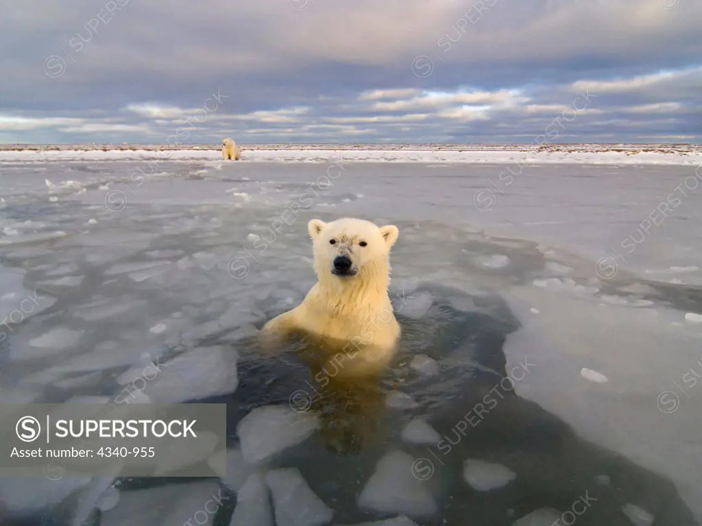 Curious Polar Bear Cub