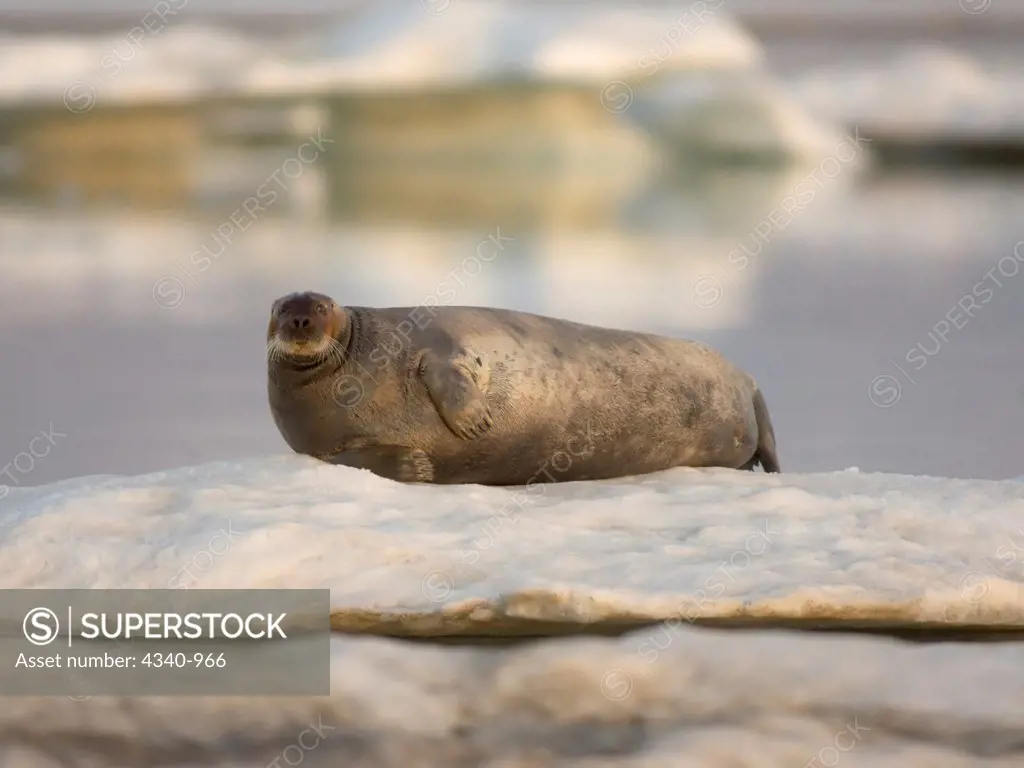 Bearded Seal Rests on an Ice Floe in Late Summer