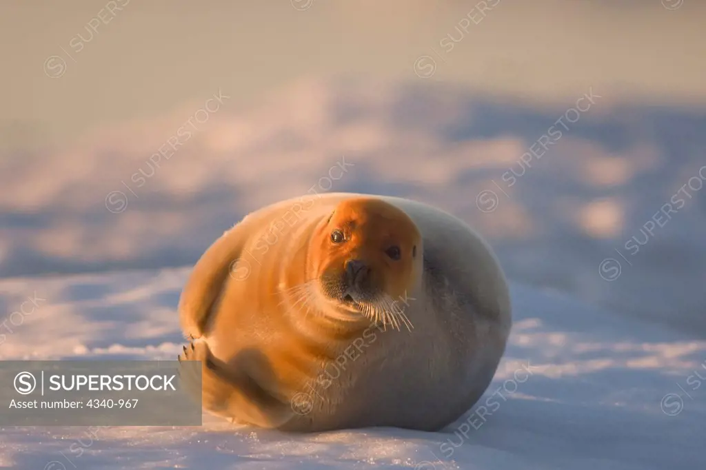 Bearded Seal Rests on Shorefast Ice in Summer