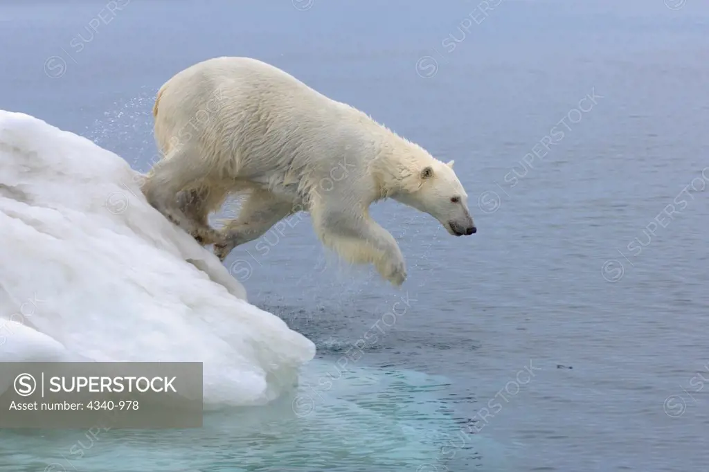 Polar Bear Leaping Off an Iceberg into The Beaufort Sea