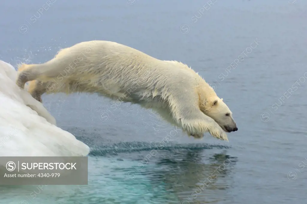 Polar Bear Leaping Off an Iceberg into The Beaufort Sea