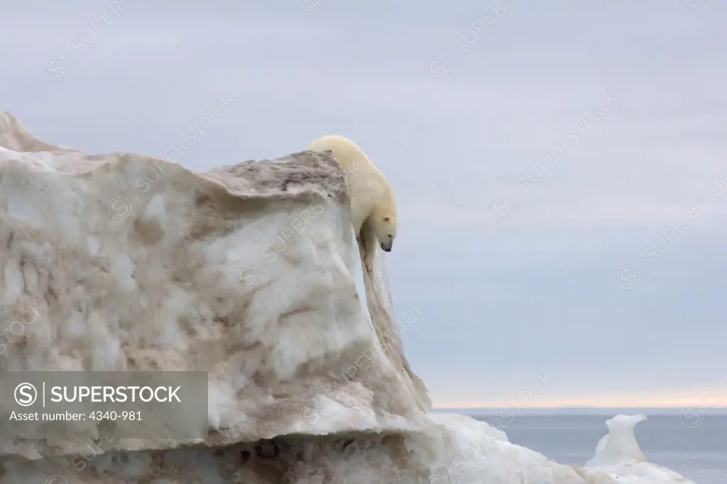 Polar Bear Climbing Down an Iceberg Floating in the Beaufort Sea