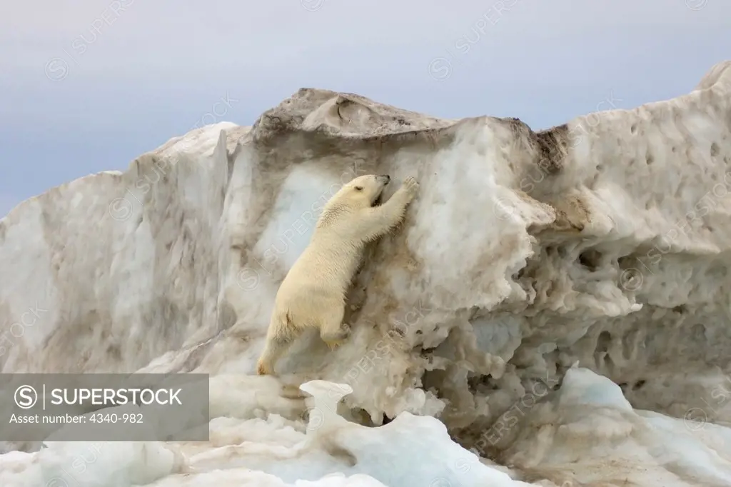 Polar Bear Climbing Up an Iceberg Floating in the Beaufort Sea