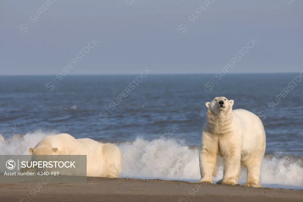 Male Polar Bears Resting on a Barrier Island