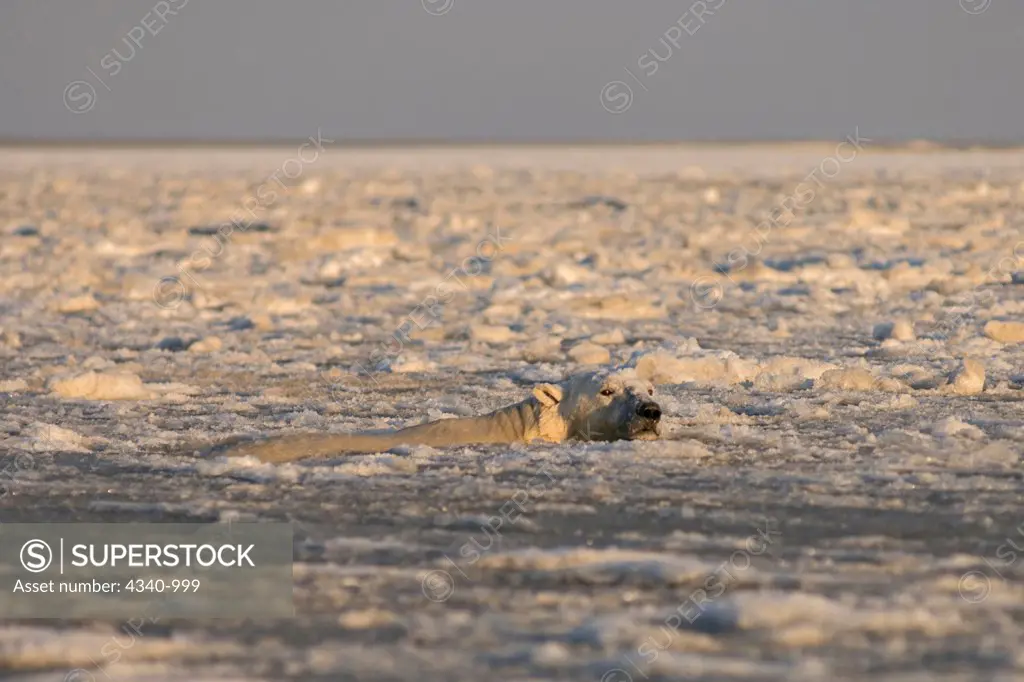 Polar Bear Swimming in Newly Forming Pack Ice