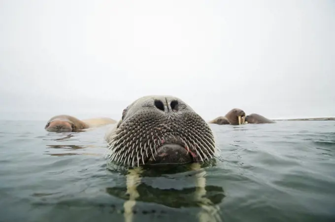 Norway, Svalbard Archipelago, Arctic Ocean, Walrus (Odobenus rosmarus) in waters along Nordaustlandet, Spitsbergen