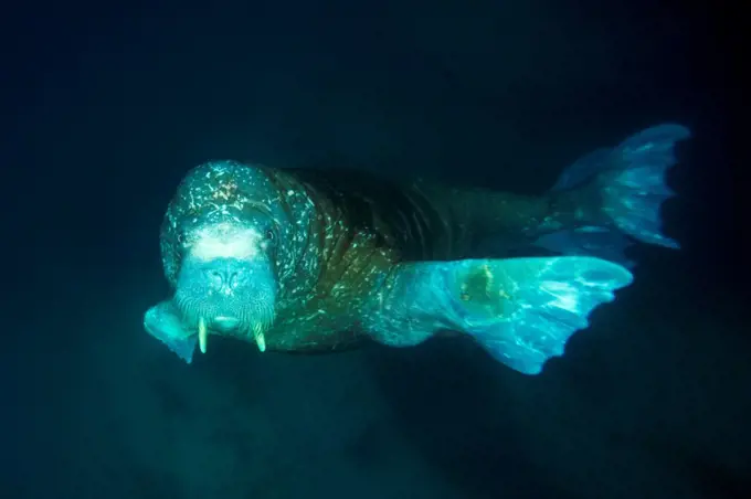 Norway, Svalbard Archipelago, Arctic Ocean, Walrus (Odobenus rosmarus), portrait of young bull underwater