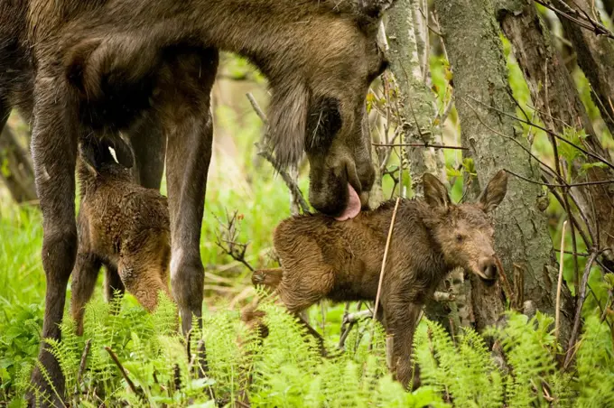 USA, Alaska, Anchorage, Tony Knowles Coastal Trail, Moose (Alces alces), cow cleaning one of her newborn calves as other nursing, along trail, spring