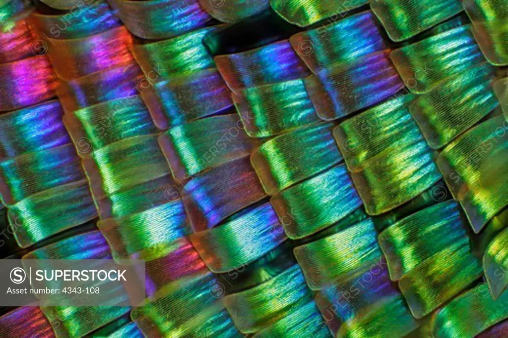Iridescent Wing Scales of Madagascan Sunset Moth