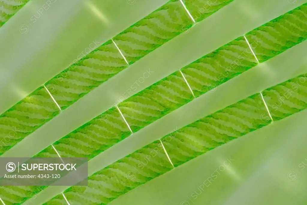 Spiraling Chloroplasts in Spirogyra