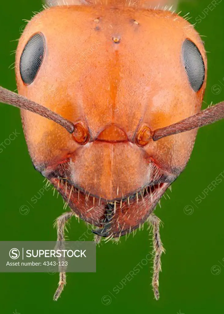 Head-On View of a Red Wood Ant