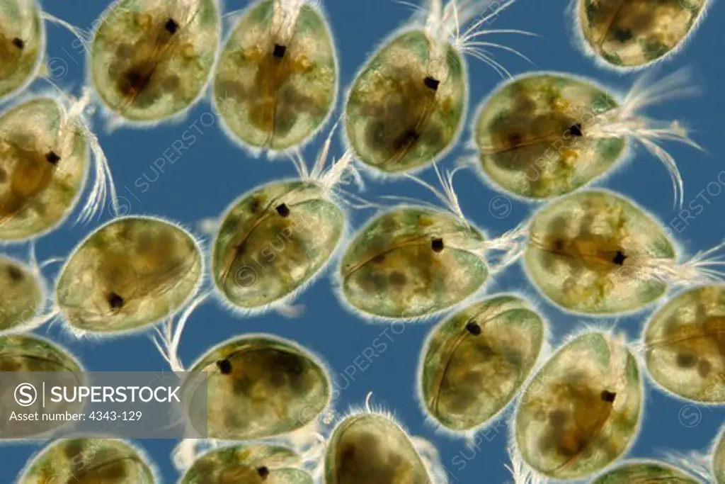 Group of Tiny Seed Shrimp
